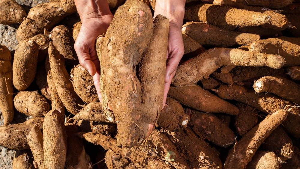 Ancaman Rp10 Triliun Nasib Pilu Petani Singkong Ri Kaltimtuntas